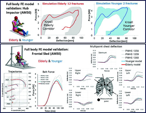 Figure 5 Summary of AM50 size full-body model validation results with younger (blue thick lines) and elderly (red thick lines) settings. (Top) hub impact simulation results for younger and elderly are presented separately against their corresponding one standard deviation PMHS age-dependent corridors (developed by Dokko et al. [Citation2011] from experiments by Kroell et al. [Citation1974]). (Bottom) simulation results for upper body trajectories, shoulder belt forces, and multipoint chest deflections in compressive direction for younger and elderly in comparison to the corresponding experimental measurements from 3 PMHS tests (Nos. 1358, 1359, and 1360 in Shaw et al. Citation2009) in grey continuous lines.