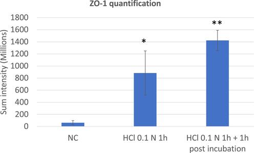 Figure 8 ZO-1 quantification performed on triplicate series of HO2E/12 tissues treated with saline solution (NC) or exposed to HCl 0.1N (pH 1.2) for 1h without (series HCl 0.1N 1h) or with 1h post incubation period (series HCl 0.1N 1h + 1h post incubation). The signal of ZO-1 was quantified using Tilescan technology which allows evaluation of the protein expression on the entire tissue section. Statistical significance compared to NC: *p < 0.05, **p < 0.01. Non statistical significance between the two series treated with HCl 0.1N: p > 0.05.