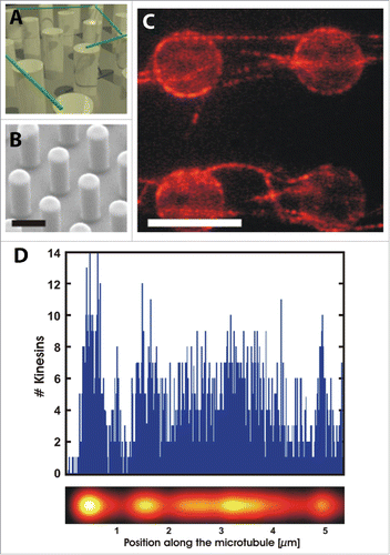 Figure 5. Kinesin motors on freely suspended MTs on micropillars. (A) Schematic of experiment showing MTs in green. (B) SEM image of the micropillar surface. (C) Fluorescence image of kinesin docking on MTs (kinesins labeled red). (D) Binding kinetics of kinesin recorded using super-resolution fluorescence imaging. Number of kinesins bound as a function of MT length is shown (top). Furthermore a calculated convoluted image is shown (bottom) for the same experiment, as would be obtained if epi-fluorescence microscopy was used, revealing the large increase in resolving power using super-resolution microscopy. Reproduced from ref. Citation81 with permission.