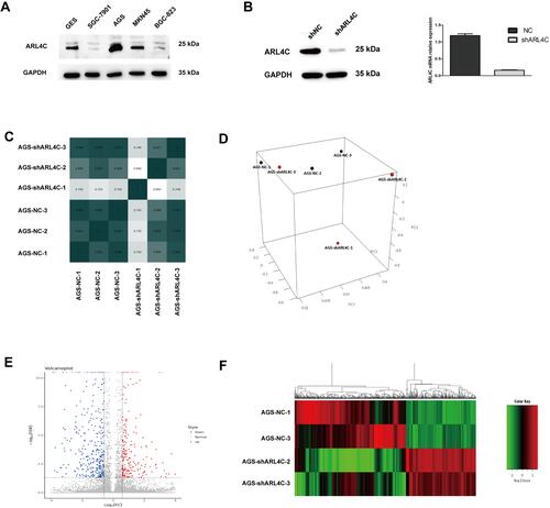 Figure 3 High-throughput RNA sequencing was performed to explore the downstream mechanism of ARL4C in GC cells. (A) The protein expression of ARL4C in different GC cell lines. (B) RT-PCR and Western blot, respectively, showed mRNA(right) and protein (left) expression levels of ARL4C in AGS cells transfected with negative control (NC) and LV-shARL4C. (C) The Pearson correlation analysis of these 6 samples. (D) A PCA plot of 6 samples. (E) A volcano map of all differentially expressed genes. (F) A heat map of all differentially expressed genes.