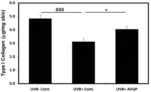 Fig. 4. Type I collagen of mouse dorsal skin after 6 weeks of UVB irradiation.