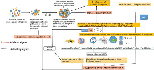 Figure 2. P. gingivalis modulates the host immune response by facilitating the growth of pathobionts species and altering the function of various immune cells of the host. The weakened immune response enhances biofilm formation and oxidative stress that in turn increases the periodontal inflammation and favors the growth of P. gingivalis [Abbreviation: CR- complement receptors; TLR- Toll-like receptors; ROS-Reactive oxygen species; MMPS- matrix metalloproteinase; IL- interleukin; RANKL- Receptor activator of nuclear factor-kappa beta; TNF- Tumor Necrotic Factor-alpha; Th – T helper cells]. [Abbreviation: CR- complement receptors; TLR- Toll-like receptors; ROS-Reactive oxygen species; MMPS- matrix metalloproteinase; IL- Interleukin; RANKL- Receptor activator of nuclear factor-kappa beta; TNF- Tumor Necrotic Factor-alpha; Th – T helper cells; NOD-nucleotide-binding oligomerization domain; NF-Kb – Nuclear Factor kappa Beta].