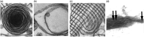 Figure 1. Presentations of surfactant. Alveolar type II cells contain surfactant as intracellular lamellar bodies (a). In the alveolar hypophase lamellar bodies with different numbers of myelin layers (b) and membranes arranged as tubular myelin (c) are seen. On top of the hypophase the surfactant is arranged as multilayer (double arrow) or bilayer (one arrow) (d). Examples were taken from (Schurch et al., Citation1995; Walski et al., Citation2009).