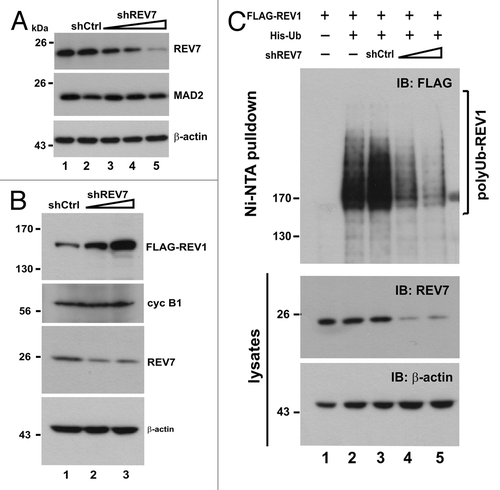 Figure 6. Depletion of REV7 by shRNA stabilizes REV1 protein. (A) Verification of shREV7. HEK293T cells were transfected with increasing amount of plasmid expressing shRNA against REV7 (shREV7, lanes 3–5); a plasmid expressing an irrelevant control shRNA (shCtrl) was used as a negative control. Cells were lysed 48 h after transfection for detection of REV7 and MAD2 protein by western blotting. (B) Cells were co-transfected with FLAG-REV1 plasmid and increasing dose of shREV7 plasmid as indicated for 48 h. Cell lysates were analyzed by western blotting. Expression of FLAG-REV1, cyclin B1 (cyc B1) and REV7 was determined. (C) Knockdown of REV7 prevents REV1 polyubiquitination. Cells were co-transfected with FLAG-REV1 and His-Ub plasmids, plus increasing amount of shREV7 as indicated. Cells transfected with shCtrl was used as a control. Polyubiquitinated REV1 pulled down by Ni-NTA resin was analyzed by western blotting. Expression of REV7 was also determined.