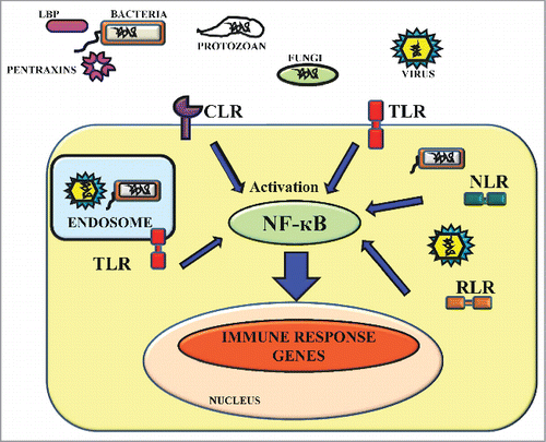 Figure 1. PAMP-PRR interactions and innate immune signaling. TLR and CLR are strategically localized over the cell surface to recognize the conserved PAMPs of extracellular pathogenic microbes such as bacteria, fungi, protozoan and viruses. TLRs are also present inside the cells in endosomes. RLR and NLR are present in the cell cytosol where they sense PAMPs of intracellular pathogens like bacteria and viruses and secreted PRRs like pentraxins and Lipopolysaccharide-Binding Protein (LBP) secreted in host tissue fluid recognize extracellular bacterial pathogens. After recognition, these receptors coordinate the activation of signaling pathways by inducing the NF-кβ which activates and increases the transcription of immune response genes for the anti-microbial defense.