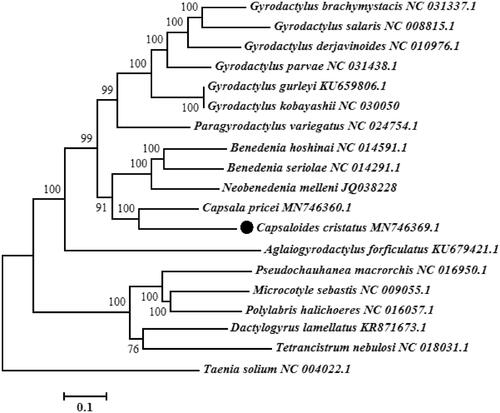 Figure 1. Phylogenetic tree of Capsaloides cristatus and other 18 flatworms (17 monogenean species and 1 outgroup species) based on 12 protein-coding genes.