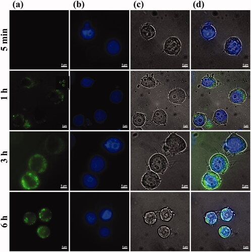 Figure 6. Monitoring T2BP with exposure time. (a) HL-60 cells, (b) Dapi, (c) T2BP-FITC and (d) is merged images (Scare bar, 5 µm). The indicated cells were exposure with 1 µM of T2BP-FITC (green) for 5 min, 1, 3 and 6 h.