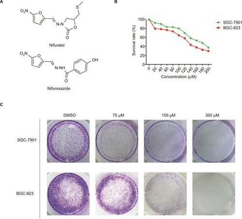 Figure 1 Nifuratel inhibits viability and colony formation of gastric cancer cells.