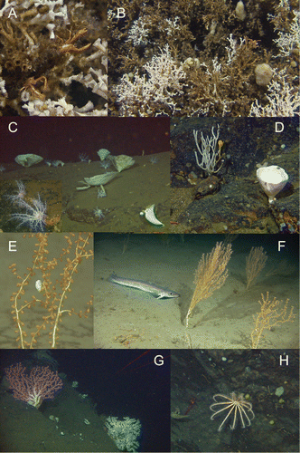 Figure 4. Colour images with examples of habitats and biotopes. A, Close-up of Munidopsis serricornis on Lophelia pertusa at st 3. B, Lophelia colonies at st 3. C, Sponge garden on bedrock, with axinellid sponges and Psolus squamatus (also inserted close-up). D, Bedrock with Antho dichotoma (with Henricia sp. in top branches) and Axinella infundibuliformis. E, Close-up of Isidella lofotensis with commensal amphipod. F, Soft-bottom coral garden with Isidella and Molva dypterygia. G, Hard-bottom coral garden with Paragorgia arborea. H, Deep bedrock with Brisinga endecanemos.