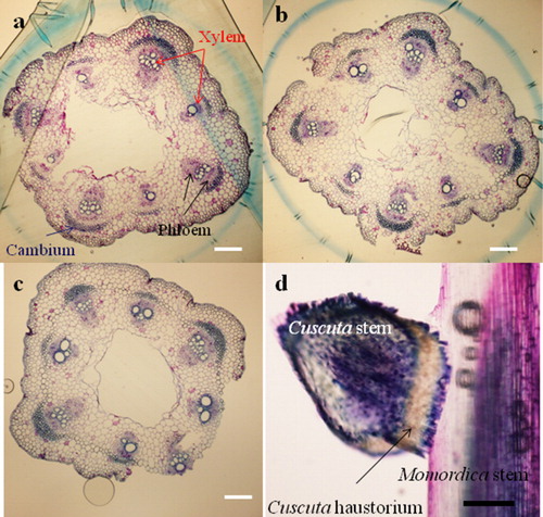 Figure 3. Transverse sections of Momordica stems (a–c) without Cuscuta parasitization (d), and Momordica stems with Cuscuta parasitization at stage 1. (a) stage 1; (b) stage 2; (c) stage 3. Thickness 7 µm and stained with Toluidine blue. Scale bar: 200 µm. Eight vascular bundles are visible in all stages. Xylem is located centrally and phloems surround xylems. Cambium forms layer outside of vascular bundles; (d) longitudinal sections of Momordica stems with Cuscuta. Thickness 60 µm and stained with Toluidine blue. Scale bar: 200 µm. Cuscuta hypae invaded Momordica stem deeper and reached to vascular bundles at this stage.
