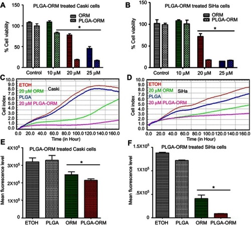 Figure 6 PLGA-ORM decreased cell proliferation and mitochondrial membrane potential of cells. Cell proliferation. (A) Caski and (B) SiHa cell lines were treated with ORM and PLGA-ORM (10, 20 and 25 µM) for 48 hrs. MTS method was used to determine proliferation and absorbance was measured at 490 nm. Results were normalized to the vehicle controls (ETOH and PLGA) and free ORM. Error bars show SEM, n=3. *p<0.05. Growth kinetics through xCELLigence RTCA (real-time cell analysis). (C) Caski and (D) SiHa PLGA-ORM inhibited growth of Caski and SiHa cells in real time. Cells were exposed to ORM and PLGA-ORM treatments at 20 µM concentration and then measured for real-time growth kinetics. Mitochondrial membrane potential. (E) Caski and (F) SiHa cell lines were treated with 25 µM ORM and PLGA-ORM for 24 hrs and measured for mitochondrial membrane potential by TMRE stain using flow cytometer. Results were normalized to the vehicle controls (ETOH and PLGA) and free ORM. Error bars show SEM, n=3. *p<0.05.Abbreviation: ORM, ormeloxifene.