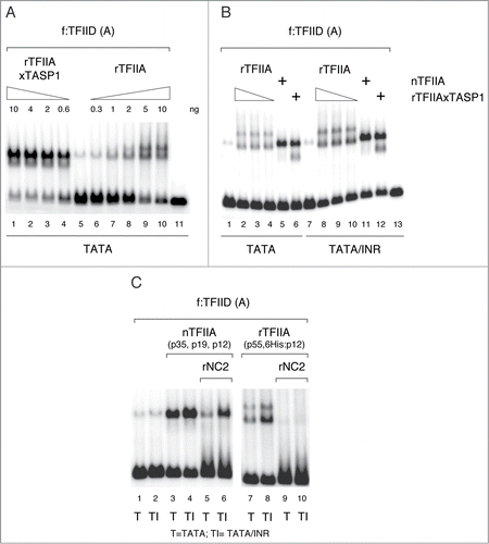 Figure 4. Taspase1 processing increases rTFIIA activity in stimulating TFIID promoter binding and changes TFIIA/TFIID/promoter complex properties. Mg2+ agarose EMSA assays. Binding reactions (10 µl) contained 5 fmol DNA template and 2.5 ng TBP equivalent of f:TFIID (preparation A, see Fig. 2A). (A) Stimulation of f:TFIID promoter binding by rTFIIA and rTFIIA processed by Taspase1 (rTFIIAxTASP1). (B) TFIIA stimulation of f:TFIID binding to mTdT promoter derivatives containing only a TATA box or TATA and INR elements. Binding reactions contained 2 ng rTFIIAxTASP1 or natural TFIIA (nTFIIA) or 2, 5, 10 ng unprocessed rTFIIA. (C) INR-mediated resistance to disruption of f:TFIID promoter complexes by NC2 is mediated by processed natural TFIIA but not by unprocessed rTFIIA. Binding reactions contained 2 ng nTFIIA or rTFIIA and 2 ng rNC2 as indicated.