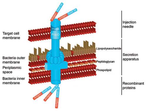 Figure 1 Schematic representation of the TTSS.