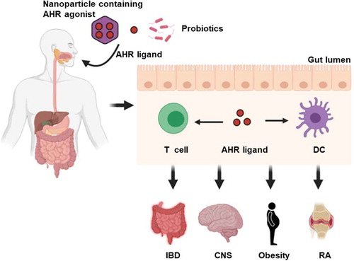 Figure 4. AHR as a therapeutic target. Novel strategies such as oral administration of nanoparticle-mediated cell-type-specific delivery of AHR agonist, AHR ligands and specific probiotics may serve to influence autoimmune inflammatory response. DC, dendritic cell; IBD, inflammatory bowel disease; CNS, central nervous system; RA, rheumatoid arthritis