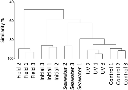 Fig. 4 Hierarchical agglomerative clustering based on Bray–Curtis similarity of microbial communities associated with Gelidium lingulatum thalli from La Pampilla before (initial) and after the experiment (UV and control) and present in seawater during the period of the study. Field – microbial communities associated with field seaweeds. Individual replicates denominated by different numbers (1–3)
