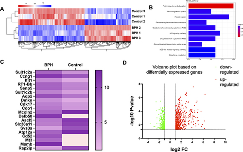 Figure 1 The differential gene expression between BPH and control rats (A) displays a heatmap comprising the DEGs enriched in proliferation and mitochondrial-related genes. The color bars on the top of the heatmap indicate these enriched categories. The color scale represents the log2 fold change of gene expression. (B) presents the KEGG analysis of the DEGs. This panel shows the top 10 enriched pathways based on their adjusted p-value. The color of the bars represents the enrichment score, and the number of DEGs in each pathway is indicated. Based on the KEGG analysis, the potential mechanisms and signaling pathways associated with BPH were identified. (C and D) presents a volcano plot and heatmap of the top 10 upregulated and top 10 downregulated target genes of the differentially expressed genes (DEGs) in a rat model of BPH. Among the top target genes, Sult1c2a, Ccng1, Ifit1, RT1-Bb, Senp5, Sult1c2b, Aqp2, Dmkn, Cdk17, Cdo1, and Mcoln2 were found to be upregulated, while Defb50, Ascl5, Slc38a11, Svs3a, Atp12a, Cd52, Mt3, Msmb, and Rap2ip were identified as downregulated in the BPH rats compared to the control group. The volcano plot, with the x-axis representing the log2 fold change and the y-axis the -log10 adjusted p-value, revealed that the downregulated genes were greater in number than the upregulated genes when compared to the control group, based on predefined cut-offs for fold change (>1.5 or <-1.5) and adjusted p-value (<0.05). The upregulated genes are represented by red dots, while the downregulated genes are represented by green dots, as shown by the dashed lines.