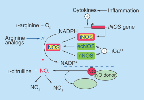 Figure 1.  Nitric oxide is synthesized from l-arginine and molecular oxygen by the NOS group of enzymes.Inflammatory cytokines (IL-1, TNF-α) upregulated in response to tissue damage induce expression of the inducible NOS gene, leading to a more sustained release of NO. Endothelial NOS and neuronal NOS are constitutively expressed and regulated by calcium fluctuations.Reprinted with permission from [Citation9] © John Wiley and Sons (2001).