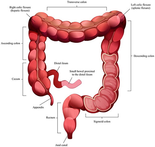 Figure 1. The different segments of the distal small bowel and the colon.