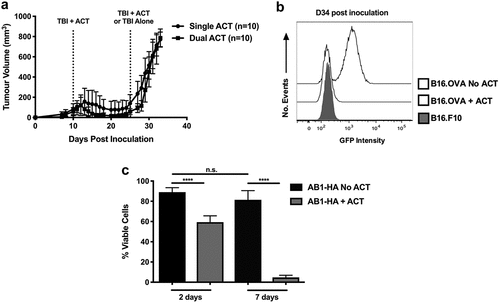 Figure 3. Tumors develop resistance to ACT by loss of immunogenic antigens. (a) B16.OVA.GFP growth curves by tumor volume (mm3) in C57Bl6 mice administered single (circles) or dual (squares) ACT. Dotted lines represent treatment time points. All mice receive treatment at the first timepoint. Data are pooled from two independent experiments and n = 10 for both groups. Error bars represent the mean ± the standard deviation. (b) GFP expression in B16.OVA tumor cells from mice with or without prior ACT was measured at D34 post inoculation. The B16.F10 parental cell line is shown as a control (grey shaded). Histograms are representative of three independent experiments (n = 3 for each experiment). (c) The viability of AB1-HA tumor explants arising from mice which received a single round of ACT were compared to explants from mice that did not receive ACT, after 2 or 7 days of culture in the presence of G418. Data pooled from two independent experiments and n = 12 for each group. ****p < .0001.