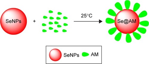 Scheme 1 Synthetic route toward Se@AM.Abbreviations: AM, amantadine; Se@AM, AM-modified SeNPs; SeNPs, selenium nano particles.