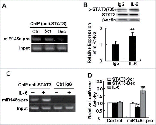 Figure 3. STAT3 directly regulated miR-146a expression in HCC. (A) A ChIP assay was performed 24 h after STAT3 decoy ODN (Dec) or scramble ODN (Scr) treatment to evaluate the recruitment of STAT3 on miR-146a promoter (miR146a-pro). (B) The level of phosphorylated STAT3 (p-STAT3) (Tyr705) in IL-6–stimulated (400 U/mL) HepG2 cells was examined by western blotting (upper), and a qPCR assay was used to detect the expression of miR-146a in HepG2 cells (lower). (C) After IL-6 stimulation, a ChIP-PCR assay was performed using an anti–p-STAT3705 antibody or rabbit IgG as a control. (D) The luciferase activity of the miR-146a promoter (miR146a-pro) in HepG2 cells was measured using a dual-GloTM Luciferase assay system. The ratio of firefly to Renilla luciferase activity with pGL3-TK-Luciferase transfection was set as 1. Data are representative of 3 independent experiments, and statistical significance was determined as **P < 0.01 and *P < 0.05 compared to control.