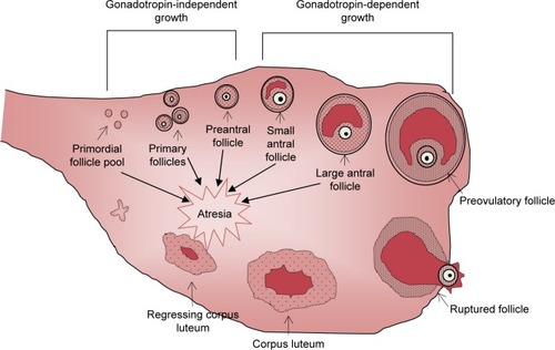 Figure 1 A schematic representation of the process of folliculogenesis in the mammalian ovary from primordial follicles through to follicle ovulation and subsequent corpus luteum formation.