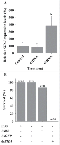 Figure 4. Mr-SID1 expression in response to dsRNA injection and its loss of function effects. (A) dsRNA specificity demonstrated by a comparison between Mr-SID1expression level in dsRNA-injected compared with dsDNA-injected groups (dsRNA and dsDNA contain the same GFP exogenous sequence) and negative control, PBS-injected group (n  =  7 in each group). (B) Survival rates of juvenile prawns following dsMr-SID1 injection (with dsGFP). Controls included the PBS-injected group administered a double volume similar to the volume used in the dual injection of 2 dsRNAs, the dsGFP injected group, and the dsGFP and dsRB injected group.