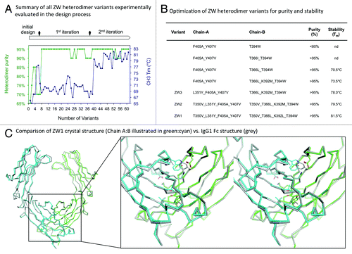 Figure 1.(A) The figure illustrates the total number of variants that were experimentally tested and the progress in achieving > 95% heterodimer purity and wild type Fc stability over the three design iterations. The heterodimer specificity was measured by LC-MS and the thermal stability is expressed by the melting temperature (Tm) of the CH3 domain, measured by differential scanning calorimetry. The detailed design process is described in the Methods and Supplemental Material. (B) Selected variants from the 3 iterations of the design process in (A), including the final lead variant ZW1. (C) Superposition of the ZW1 Fc crystal structure and a wild type Fc crystal structure (PDB ID: 2WAH) to illustrate the equivalence of the heterodimeric ZW1 and the homodimeric wild type CH3 domain structure. The close-up shows a stereo representation of the CH3 domain interface.