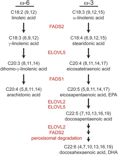 Figure 2. VL-PUFA synthesis pathway. Arachidonic acid, EPA, and DHA are the major VL-PUFAs synthesized from linoleic and α-linolenic acid by fatty acid elongases and desaturases that exist on the endoplasmic reticulum membrane.