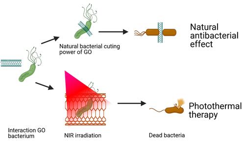 Figure 26 Schematic illustration of natural and photothermal antibacterial effect of AGO based on its positive charge, natural cutting effect, and photothermal property.