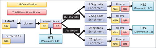 Figure 1. Flowchart depicting main experimental stages and points of quantitative PCR measurement and high-throughput sequencing.12S quantification refers to qPCR of a 49 bp section of the 12S mitochondrial gene. Total quantification refers to qPCR of entire libraries using primers matching the sequencing adapters. Samples were extracted and quantified both undiluted and at 0.1× concentration, then converted to indexed sequencing libraries and sequenced. Portions of those indexed libraries were subsequently subjected to replicate enrichments, with 2.5 ng and/or 25 ng of baits, and were sequenced after re-amplification.