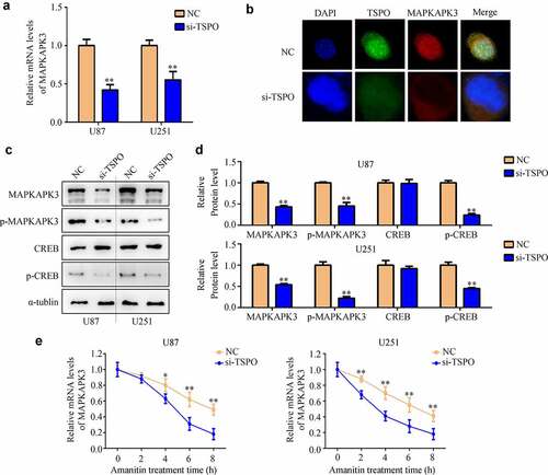 Figure 5. Inhibition of TSPO decreased the expression of MAPKAPK3 and increased its mRNA degradation. (a) qRT-PCR was used to detected the MAPKAPK3 mRNA levels in U87 and U251 cells with TSPO inhibition. (b) Co-immunostaining in U251 cells indicated that cells with TSPO knockdown had a lower MAPKAPK3 signal. (c-d) Western blotting showing the protein level of MAPKAPK3, p-MAPKAPK3, and p-CREB was decreased under TSPO inhibition. (e) Amanitin (0.1 µM) was used to inhibit mRNA synthesis at 0, 2, 4, 6, and 8 h, and qRT-PCR results indicated that inhibition of TSPO expression increased the degradation rate of the MAPKAPK3 mRNA. * P < 0.05; ** P < 0.01.