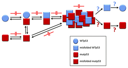 Figure 5. p53 aggregation inhibition as a new approach for cancer chemotherapy. The aggregation process of p53 might be blocked in the many steps involved, including p53 misfolding and the prionoid effect. Also, as for other misfolding diseases, the oligomeric and aggregated forms might be destroyed, releasing both mutant and WT p53, whose destiny could include stabilization, with the recovery of transcriptional activity, or increased degradation, which could liberate the cell from the mutant p53 form and its deleterious effects.