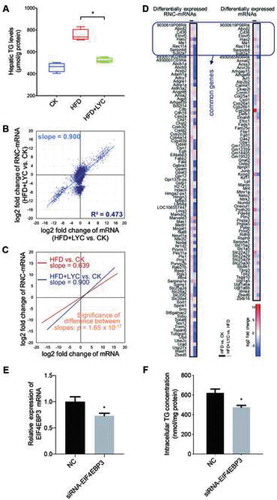 Figure 6. Performing RNC-seq and RNA-seq on the mouse liver in the HFD+LYC group. CK: control group; HFD: high-fat diet group; HFD+LYC: high-fat diet plus lycopene group. (A) Hepatic TG levels in CK, HFD and HFD+LYC groups (n = 4). *p < 0.05, the Mann-Whitney test. (B) Correlation of the relative mRNA and RNC-mRNA abundance, comparing HFD+LYC with CK. (C) Significance testing of difference between two slopes in the comparisons of HFD vs. CK and HFD+LYC vs. CK, using the univariate analysis of variance. (D) List of screened candidate genes. In comparisons of HFD vs. CK and HFD+LYC vs. HFD, genes with opposite regulation were selected, both at the RNC-mRNA and mRNA levels. (E) Relative level of EIF4EBP3 mRNA expression in HepG2 cells transfected with siRNA, compared to the controls (NC) (n = 4). Error bars represent the standard error of the mean. *p < 0.05, the Mann-Whitney test. (F) Intracellular TG concentration in EIF4EBP3 knockdown cells (n = 4). Error bars represent the standard error of the mean. *p < 0.05, the Mann-Whitney test