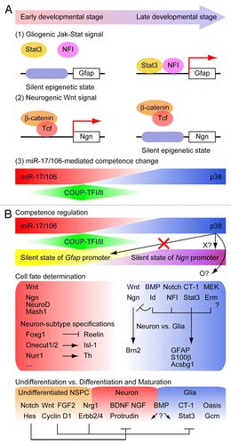 Figure 1. (A) Molecular mechanisms underlying the regulation of the neurogenic-to-gliogenic transition of developing NSPCs by epigenetic modulation and miR-17/106. (1) Epigenetic silencing of the STAT3 binding sites in the promoters of glial genes such as Gfap prevents the response to the activated JAK-STAT signaling pathway in early developmental NSPCs. (2) Epigenetic modification of the proneural Ngn gene in late developmental NSPCs prevents binding of the Wnt signal-induced β-catenin/Tcf transcriptional complex. (3) High expression levels of miR-17/106 in early developmental NSPCs prevents activation of the p38 MAPK pathway and the initiation of neurogenic-to-gliogenic competence transition. (B) An overview of the multi-layered regulatory systems and molecular mediators involved in the neurogenic-to-gliogenic transition of NSPCs. In early developmental stages, miR-17/106 represses p38 expression and prevents the initiation of competence transition. Sequential expression of a number of transcription factors, including Foxg1, Onecut1/2, Nurr1, and multiple other proteins, regulates neuron-subtype specifications. Expression of Coup-tfI/II triggers the neurogenic-to-gliogenic competence transition of NSPCs. In late developmental NSPCs, upregulation of p38 caused by a decline in miR-17/106 expression and changes in the epigenetic statuses of proneural and astrocytic genes induce changes in the responsiveness to extrinsic signals, and BMP, Notch, JAK-STAT, and MEK signals promote gliogenesis. Regulators of the timing of differentiation and subsequent maturation also coordinate the neurogenic-to-gliogenic transition of NSPCs.