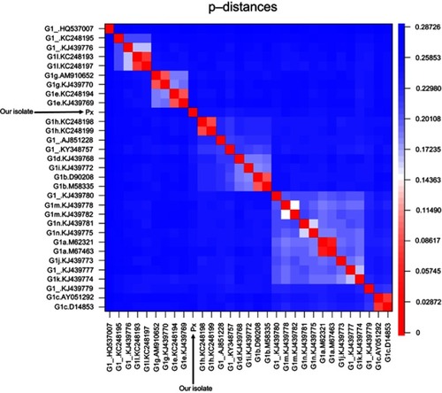 Figure 3 Heatmap visualizing the p-distances between all G1 reference sequences and the new isolate (Px). The scale on the right indicates the p-distance according to color, with red representing a short and blue a long p-distance. The clusters shown in light colors indicate the grouping of subtypes based on their similarity. The new isolate did not cluster with any subtype.
