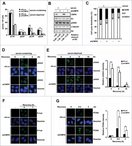 Figure 1. The functional contribution of CMPK to dCTP pool and DNA repair in serum-containing and -deprived conditions. (A–C) MCF-7 cells were infected with Luciferase (Luc) or CMPK shRNA lentivirus. These cells were incubated with medium containing 10% serum (serum-containing) or serum-free (serum-deprived) for 72 h and harvested for dNTP pool determination (n = 3) (A), protein gel blot with indicated antibodies (B), and propidium iodide staining to analyze cell cycle by flow cytometry (n =3) (C). Below the Western blot, the relative level of R2 was shown, which was quantified in 3 independent experiments by GELPRO32 and indicated as mean ± s.d. (D and E) Control (shLuc) or CMPK knockdown (shCMPK) MCF-7 cells were whole-cell irradiated by 15 J/M2 UVC and fixed at indicated time points for γH2AX immunofluorescence staining in serum-containing (D) or serum-deprived condition (E). Fluorescence intensity was expressed relative to that in shLuc cells recovered at 4 h. 50 cells were analyzed for each experiment (n = 3). (F and G) Control and CMPK knockdown MCF-7 cells were serum-deprived for 72 h and irradiated by 120 J/M2 UVC through micro-pore membrane and fixed at indicated time points for 6-4 photoproducts (6-4 pp) immunofluorescence staining (F) or PCNA immunofluorescence staining (G). Fluorescence intensity was expressed relative to that in shLuc cells recovered at 0.5 h. 50 cells were analyzed for each experiment (n = 3). Scale bar, 10 μm. Error bars represent s.d., * P < 0.05, ** P < 0.01, *** P < 0.001 based on Student's t-test.