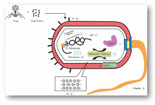 Figure 1 A schematic representation of a bacterial cell, with the different cellular processes that are influenced by phage or phage proteins. 1; CRISPR 2; RNA Polymerase 3; Metabolism Pathway 4; Peptidoglycan 5; Flagella 6; pili 7; DNA 8; Ribosomes 9; RNA degrade 10; Sec Secretion System.