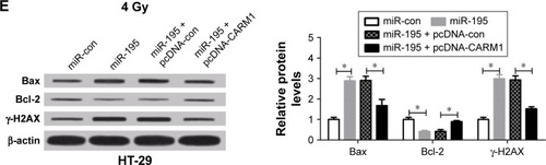 Figure 5 miR-195 enhances radiosensitivity of CRC cells by regulating CARM1.