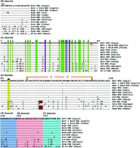 Figure 2. Alignment of the protein encoded by the DRA genes in gayal (Bos frontalis), gaytle (B. frontalis × B. taurus), European cattle (B. taurus, D37956), zebu cattle (Bos indicus, FM986338), yak (Bos grunniens, JQ911700), Chinese yakow (B. grunniens × B. taurus, JQ347519), buffaloes (Bubalus bubalis, DQ016629), goats (Capra hircus, AB008754), sheep (Ovis aries, M73983), macaques (Macaca mulatta, EF208826), humans (Homo sapiens, NM_019111), pigs (Sus scrofa, M93028) and mice (Mus musculus, NM_010381). A hyphen (-) indicates amino acid identity and an asterisk (*) indicates a gap inserted for maximum alignment. Arrows (↓) within the green column indicate the amino acid positions constituting part of peptide-binding site (PBS). A circle (О) with a blue column indicates a conserved site for T-cell receptor interaction and putative N-linked glycosylation sites are underlined. A rectangle sign (Display full size) denotes the position of residues associated with binding of CD4 molecules. S-S indicates a disulphide bond between two cysteine residues. Proposed DRA locus specific motifs within connecting peptide (CP), transmembrane (TM) and cytoplasmatic (CY) domains are indicated by pink, green and yellow areas, respectively.