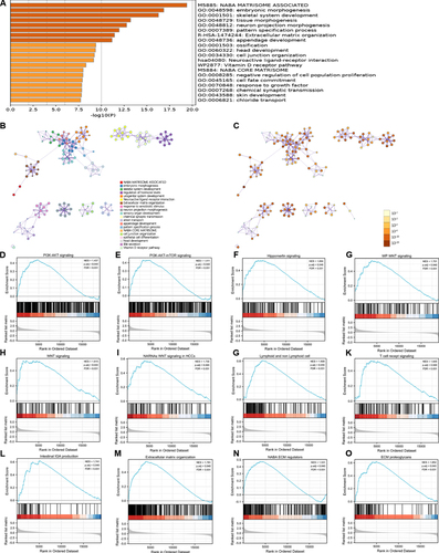 Figure 2 Functional annotation of differentially expressed genes (DEGs) in hepatocellular carcinomas (HCCs) patients with distinct MARCKS levels. (A) Enrichment pathway of MARCKS-related DEGs in Metascape. (B) Representative terms were present in a network layout, such as NABA MATRISOME ASSOCIATED, embryonic morphogenesis. (C) The same enrichment network presents nodes colored by the P-value. (D–O) Enrichment analysis of representative gene sets of MARCKS-related DEGs.