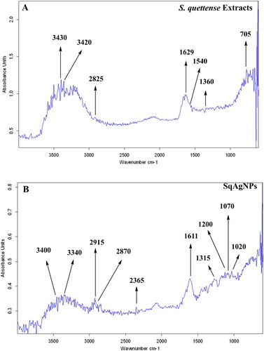 Figure 7. FT-IR analysis of synthesized S Sq-AgNPs.