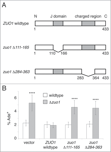 Figure 3. The ability of Zuo1 to associate with ribosomes and stimulate Ssb is required for suppression of prion formation. (A) Wildtype Zuo1, a mutant lacking the J domain required for Ssb ATPase activation (zuo1Δ111–165), and a mutant lacking the charged region required for ribosome association (zuo1Δ284–363) were examined for their ability to block prion formation in vivo. (B) Frequency of induced [psi−] to [PSI+] conversion following transient over-expression of the Sup35 N and M domains for Δzuo1 and wildtype strains ectopically expressing different Zuo1 constructs. Percentage Ade+ was calculated as described for Figure 1A. Error bars represent 95% confidence intervals. **** p < 0.0001 (2-proportion z-test).