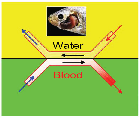 Figure 7 Schematic diagram showing the counter-current system of the fish gills.