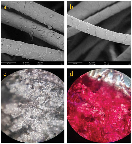 Figure 6. SEM images of the cross-section of (a) original undyed wool fiber and (b) dyed wool fiber, and the microscope images of the cross-section of (c) original wool fiber and (d) dyed wool fiber.