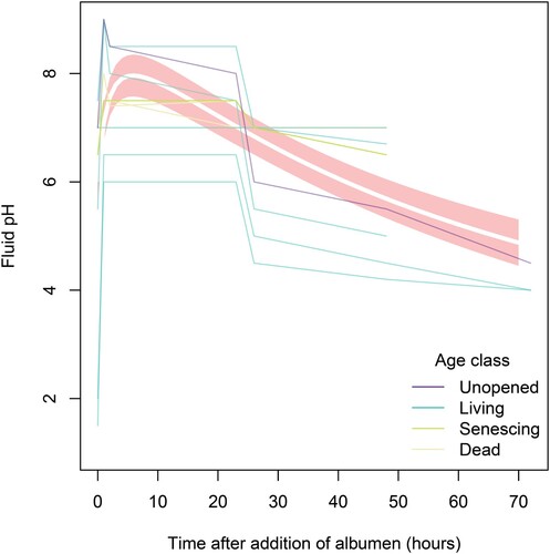 Figure 4. The response of fluid pH to albumen addition did not differ significantly between pitchers of different age classes in N. rafflesiana. Thin translucent lines represent the trends of individual pitchers, colored by age class, while thick bolded line represents the top model prediction; the shaded region represents the standard error of the prediction.