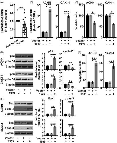 Figure 1. LINC01939 was lowly expressed in renal carcinoma tissues and LINC01939 overexpression exhibited a pro-apoptosis role in ACHN and CAKI-1 cells. (A). The expression of LINC01939 in renal carcinoma tissues and para-carcinoma tissues was examined through qRT-PCR. ACHN and CAKI-1 cells were transfected with the empty vector pcDNA3.1 (Vector) or pcDNA3.1-LINC01939 (1939) as indicated. (B). LINC01939 was analysed through qRT-PCR. (C). Viability of cells was valued through CCK8 assay. (D). Western blotting assay of proliferation related proteins p53 and cyclin D1 was carried out. (E). Apoptotic cells was examined through flow cytometry. (F). Western blots of apoptosis related proteins Bax and cleaved caspase-3 (c cas-3). Quantifications were expressed as means of three independent experiments ± SD. *p < .05, **p < .01, ***p < .001.