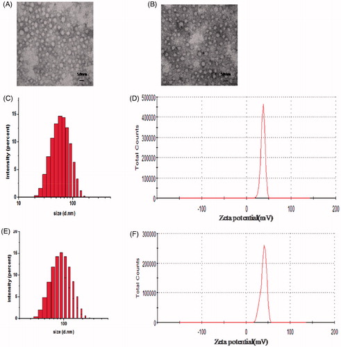 Figure 4. TEM images of blank nanoparticles (NPs) (A) and EPI-loaded nanoparticles (NPs-EPI) (B). Particle size of NPs (C) and NPs-EPI (E). Zeta potential of NPs (D) and NPs-EPI (F).