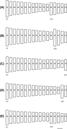 Figure 2. Idiograms of Vernonanthura species. (A) V. chamaedrys, 24m + 10sm; (B) V. loretensis, 26m + 8sm; (C) V. lucida, 32m + 2sm; (D) V. nudiflora, 30m + 4sm; (E) V. oligactoides, 24m + 10sm. Scale 1 μm.