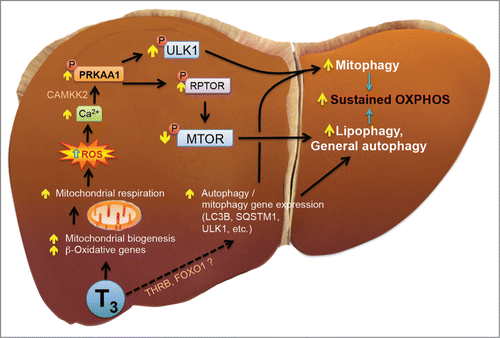 Figure 13. Model of T3-induced hepatic mitophagy. T3 increases mitochondrial activity by either increasing mitochondrial fuel delivery via transcription of genes like CPT1A and PDK4 and by increasing mitochondrial biogenesis via PPARGC1A. Increased mitochondrial function leads to increased respiration which in turn causes ROS generation. ROS increases activation of PRKAA1/AMPK via Ca2+-CAMKK2 signaling. PRKAA1/AMPK activation leads to 2 distinct bifurcated pathways with one increasing mitophagy through ULK1 and the other increasing general autophagy such as lipophagy via MTOR suppression. T3 also augment the transcription of key autophagy genes via a still uncharacterized nuclear pathway which may include THR's or other transcription factors. A concurrent increase in both mitophagy and lipophagy may help sustain mitochondrial respiration with lipophagy providing fuel for oxidation and mitophagy helping to maintain homeostatic mitochondrial turnover.